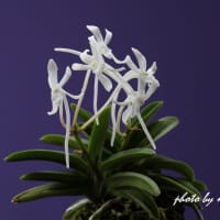 富貴蘭「無双丸」の花(過去の画像倉庫から)