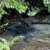 三島、柿田川公園に行った