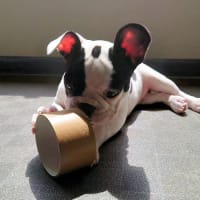今日も働き者