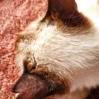 懐っこいにゃんこにほだされて