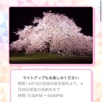 箱根園にある樹齢100年大芝桜が見頃を迎えてます！じねんじょ蕎麦 箱根 九十九