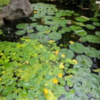長谷寺　虚子の句碑