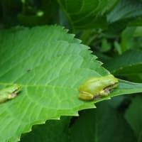 フォルダ内の眠っている写真を～