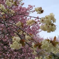 二上山城山の八重桜