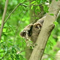 よっこらしょ!　木を登るフクロウの幼鳥。