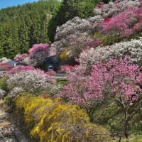 駒ケ根市中沢のみよしや食堂の花桃　其の2　（2025年04月21日　月　☀　OM-D M1MⅢ）