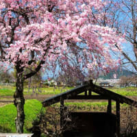 2024.4.14 　日光市板橋の桜・しばり地蔵の桜・日光だいや川公園　桜