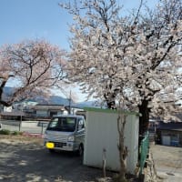 2021.04.02（金）　育心寮の桜