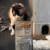 夕ウォーキングの風景。令和7年7月12日。慣れているシロちゃんと、慣れていない二匹。