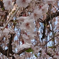 日本一の桜劇場　４月２３日　１２日目のご近所さんの桜の様子です