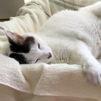 ぼたふわの様子と、名前の画数のこと