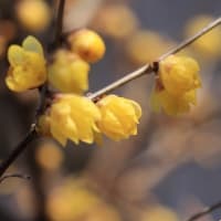 蝋梅の花