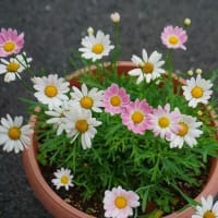 スカシユリ
