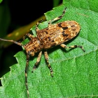 ナガゴマフカミキリ