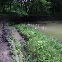 上の池の泥浚い　６
