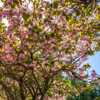 山中湖村役場の里桜満開でした