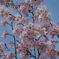 大仙公園の桜（２０２５年３月２９日）
