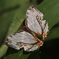 シロスソビキアゲハ＆蝶など