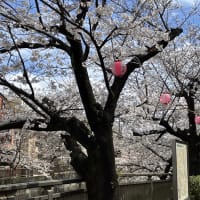 青空の下で桜写真🌸