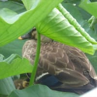 カルガモ親子4日目　まだここにいる