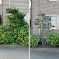 アパート玄関前の植栽の手入れ作業