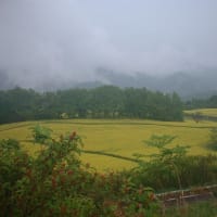 昨日雨の中菜の花のを見に出かけました。一年前の思い出のブログから～