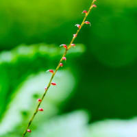 梅雨は何処へ？（板橋区立赤塚植物園 2025.6.28 撮影）