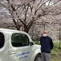 ☆桜🌸お花見ドライブ☆