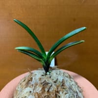 漆黒牡丹