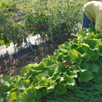＜我が家の菜園519＞　「サラダごぼう」間引き