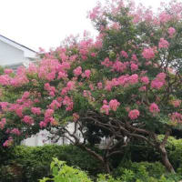 公園の植え込みの除草