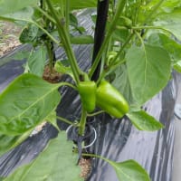 夏野菜混植栽培してます