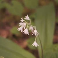 入笠山の花　”すずらん”だけではありません