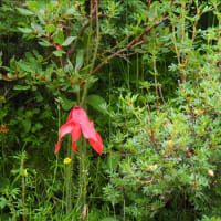 少し遠地の散策・・・2018年、当時多忙？で掲載できなかった青海省の写真です。（8）