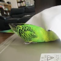落っこちる前の前のぴっちょ