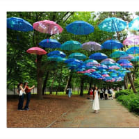 紫陽花の森に咲いた夏風景