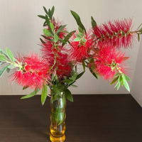 Bottle brush　（ブラシの木）