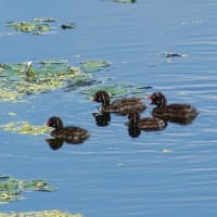 カイツブリの雛