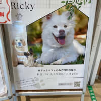 ペットショップオープン