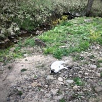 ねこねこねこ、ねんころり〜