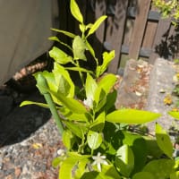 テキーラの歌をハミング花ライム