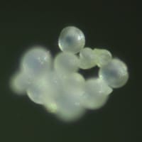 サボテン短毛丸の開花