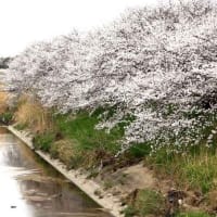 近鉄田原本線　箸尾駅付近の桜（奈良県）
