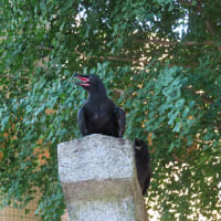 暑いぜえ、あああつうういいいあおおお。　les cris des corboeaux.