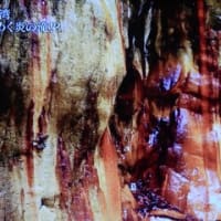 グレートネイチャー「彩りの島　台湾」より