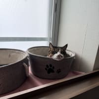 ほのぼのレオ