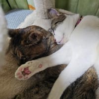しま猫あちゃさんの悩みと粉歯磨きと