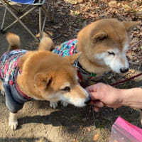 春が来る前に・・・