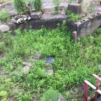 草マルチ経過