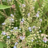 にこパパの思い出貯金「あっ！！きれい」ときめく瞬間を残してみよう。草花編